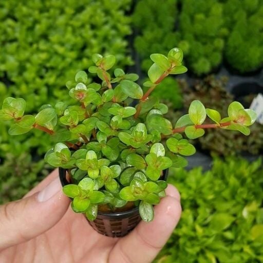 Üretim Şekline Göre Bitkiler