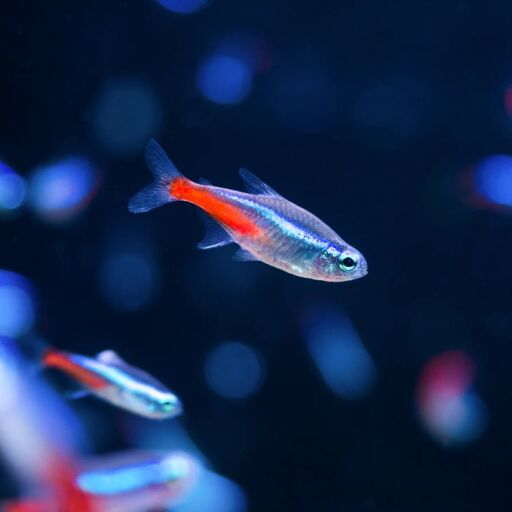 Balık Türüne Göre Bitkiler