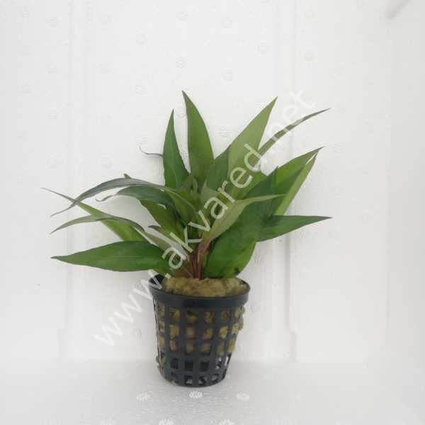 Hygrophila stricta SAKSI