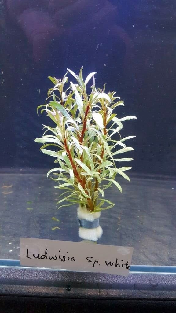 Ludwigia sp.white edge İTHAL BUKET