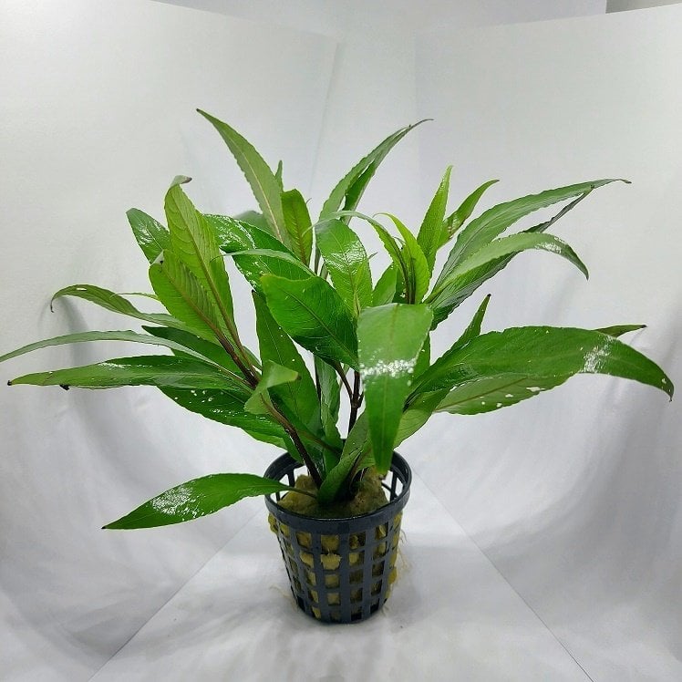 Hygrophila angustifolia SAKSI