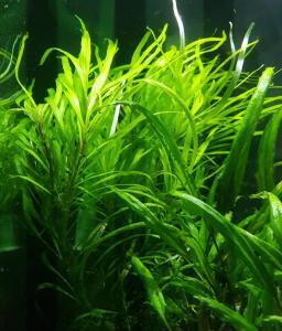 Hygrophila angustifolia SAKSI