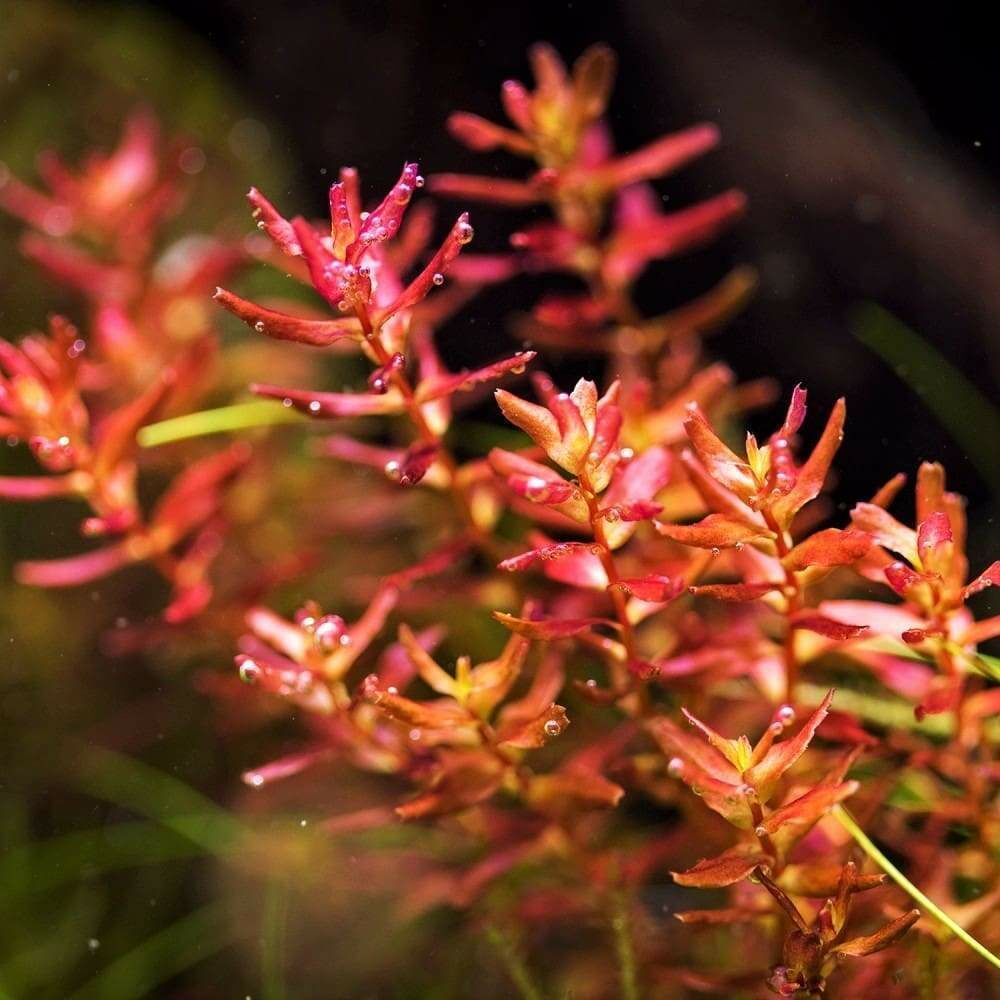 Rotala mini butterfly İTHAL BUKET