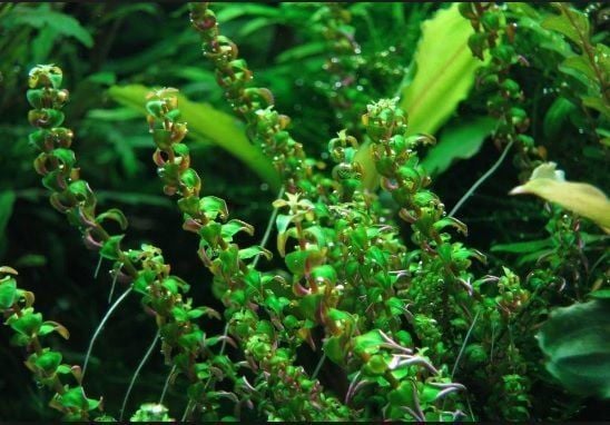 Rotala pearl İTHAL BUKET
