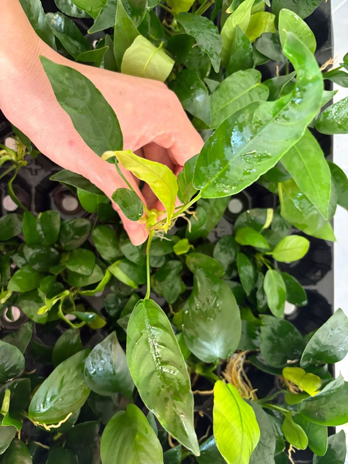 Anubias barteri short and sharp ADET