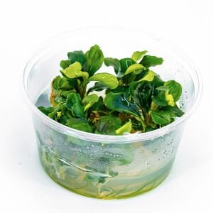 Bucephalandra wavy green IN VITRO CUP