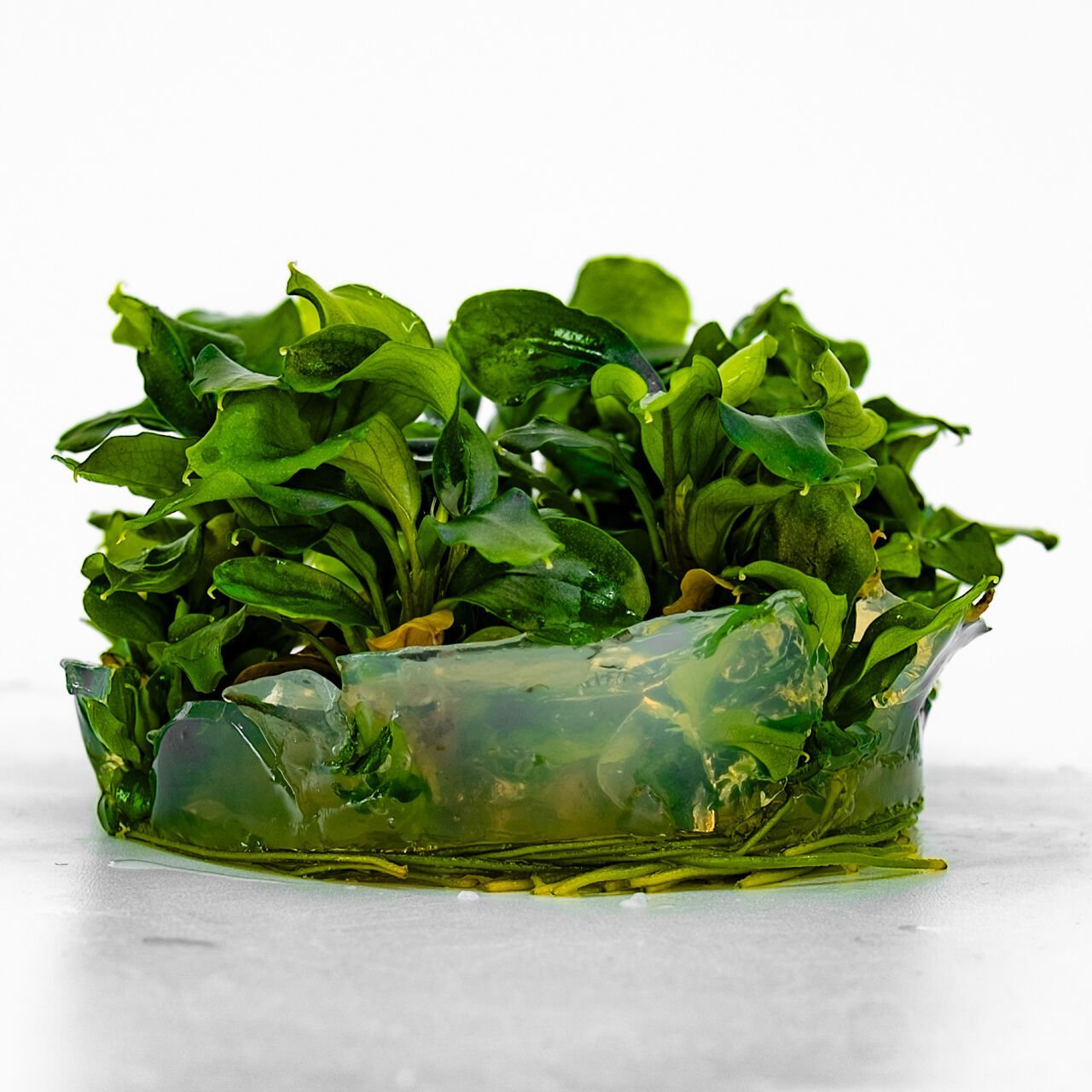 Bucephalandra wavy green IN VITRO CUP