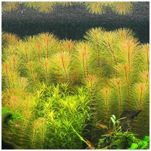 Rotala rotundifolia reddish vietnam İTHAL BUKET