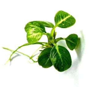 Anubias stardust ADET İTHAL