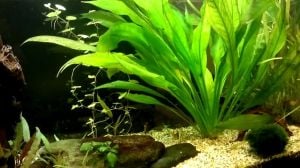 Echinodorus argentinensis İTHAL BUKET