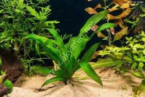 Echinodorus argentinensis İTHAL BUKET