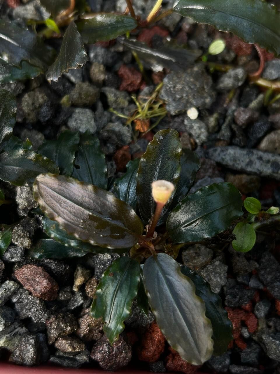 Bucephalandra pandora silat ADET İTHAL