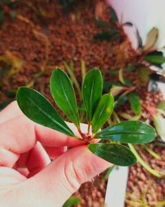 Bucephalandra paris green ADET İTHAL