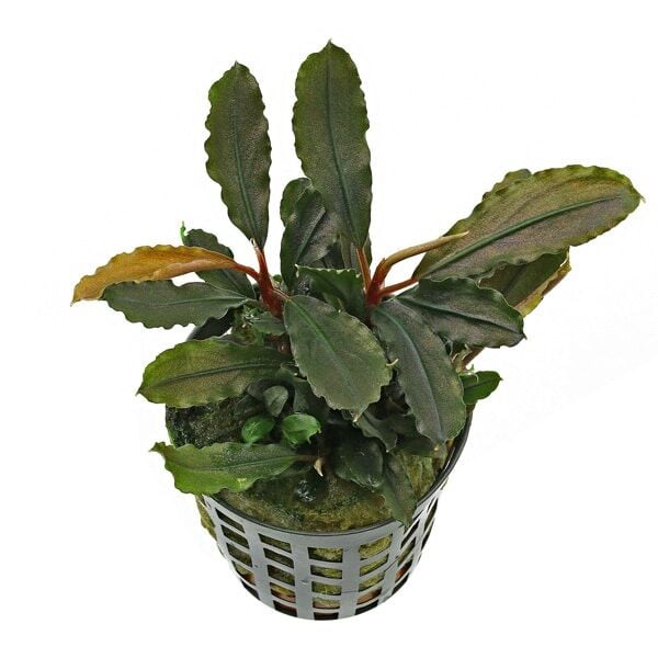 Bucephalandra lamandau purple ADET İTHAL