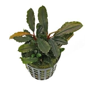 Bucephalandra lamandau purple ADET İTHAL