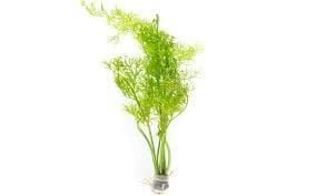 Ceratopteris thalictroides İTHAL BUKET