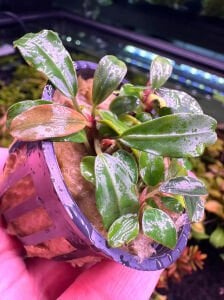 Bucephalandra red chili ADET İTHAL