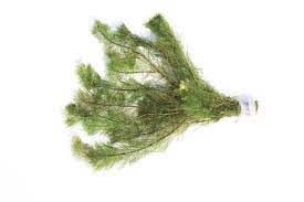 Myriophyllum scabratum İTHAL BUKET