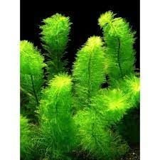 Myriophyllum scabratum İTHAL BUKET