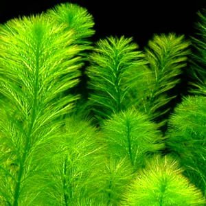 Myriophyllum scabratum İTHAL BUKET