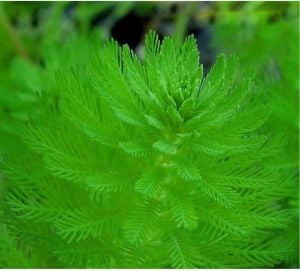 Myriophyllum scabratum İTHAL BUKET