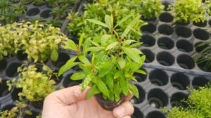 Hygrophila araguaia İTHAL BUKET