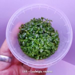 Ludwigia repens (Gül) IN VITRO CUP