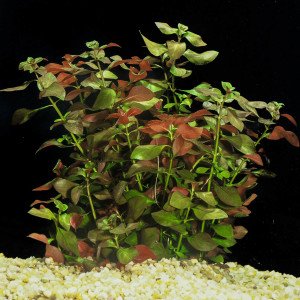 Ludwigia repens (Gül) IN VITRO CUP