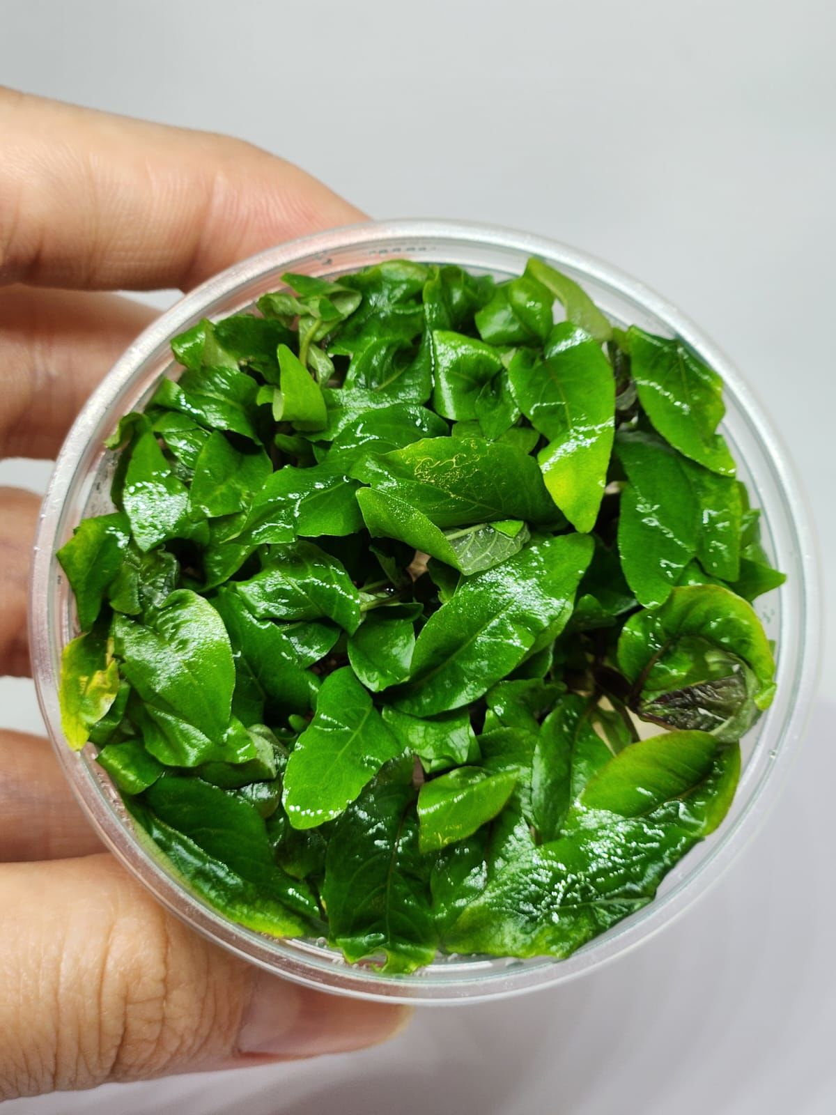 Hygrophila corymbosa (Limon) IN VITRO CUP
