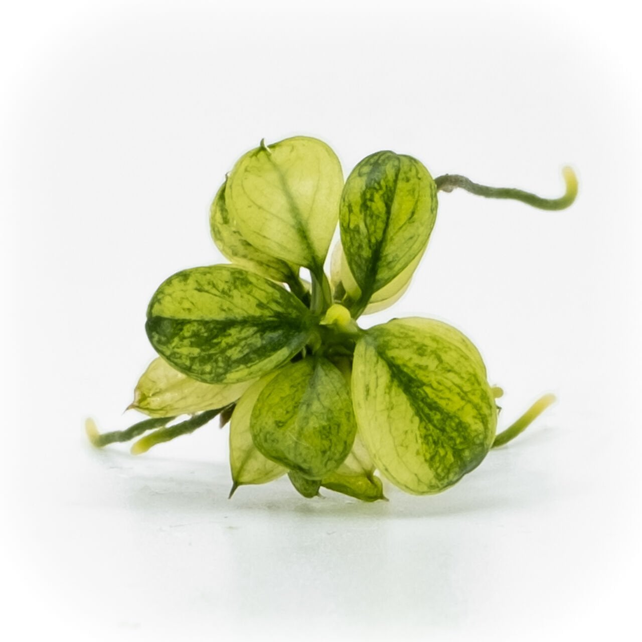 Anubias nana pinto EXVITRO