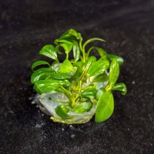 Anubias hastifolia EXVITRO