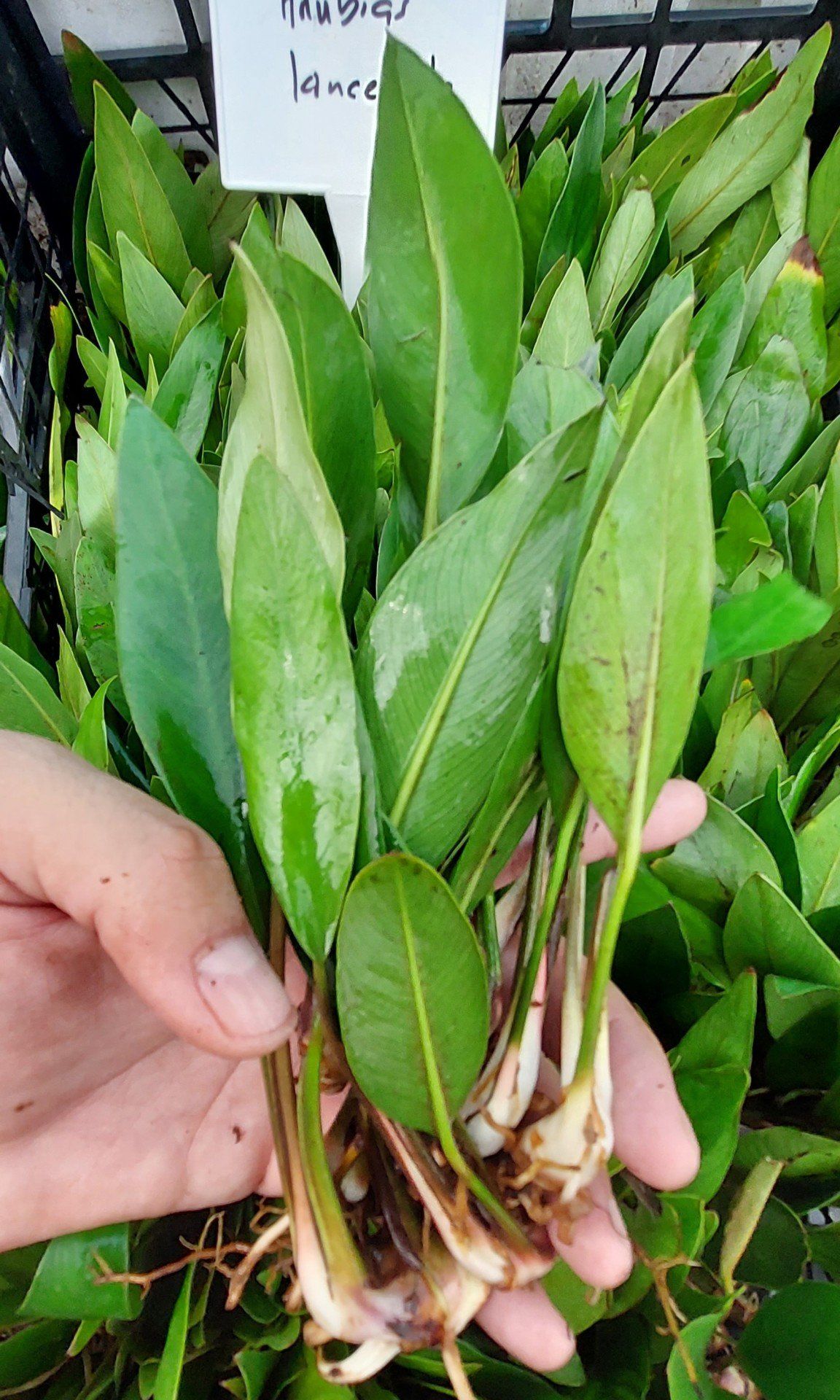 Anubias lanceolata Büyük Boy ADET