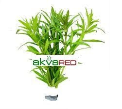 Pogostemon octopus İTHAL BUKET