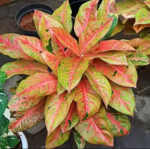 Aglaonema big roy İTHAL ADET