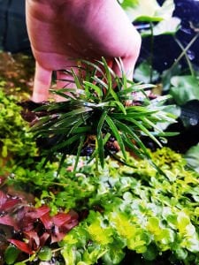 Ophiopogon pusillis İTHAL BUKET