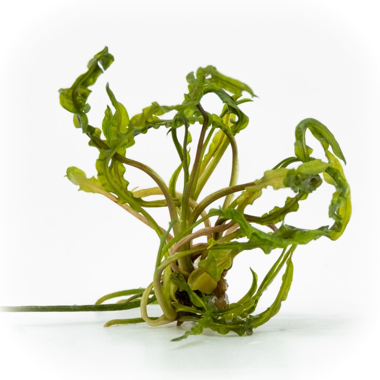 Cryptocoryne crispatula EXVITRO