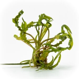 Cryptocoryne crispatula EXVITRO