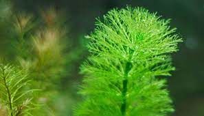 Myriophyllum aquatica İTHAL BUKET