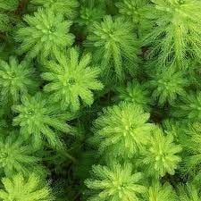 Myriophyllum aquatica İTHAL BUKET