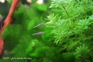 Myriophyllum aquatica İTHAL BUKET