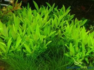 Hygrophila siamensis İTHAL BUKET