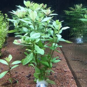Hygrophila rosanervis İTHAL BUKET