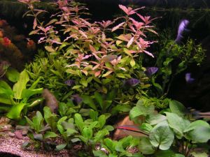 Hygrophila rosanervis İTHAL BUKET