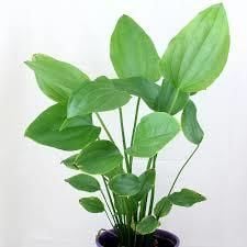 Echinodorus grandifolius İTHAL BUKET