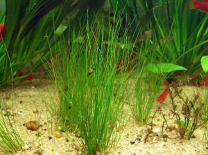 Eleocharis parvula İTHAL BUKET