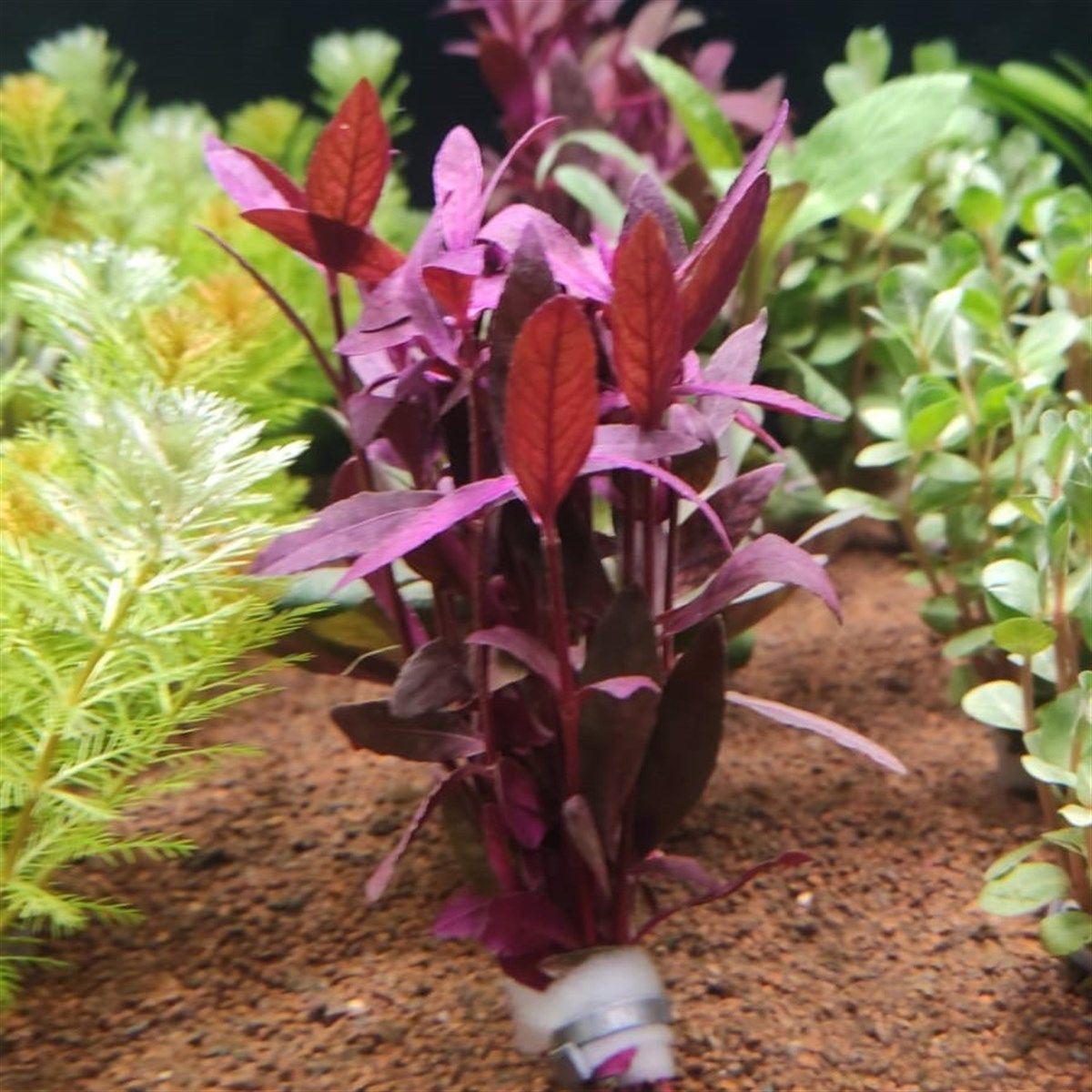 Alternanthera sessilis İTHAL BUKET 