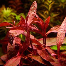 Alternanthera sessilis İTHAL BUKET 