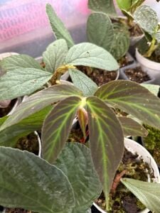 Begonia kapuas hulu İTHAL ADET