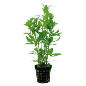 Hygrophila india SAKSI