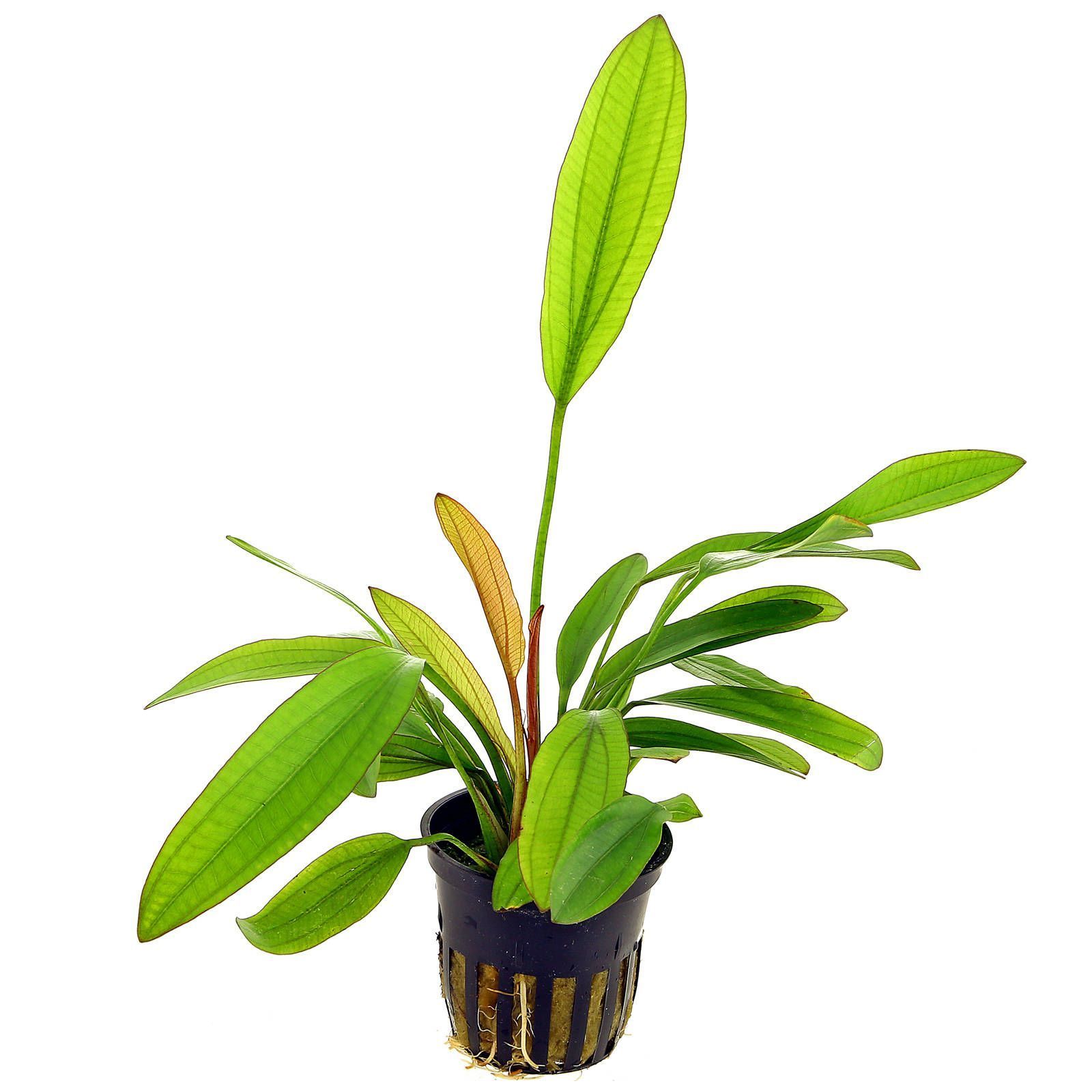 Echinodorus red diamond ADET